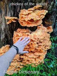 chicken of the woods